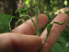 Aceria melicyti