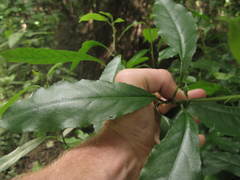 Aceria melicyti