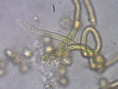 Oligonema affine