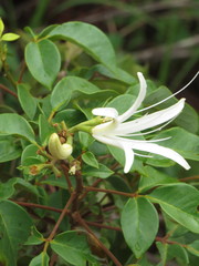 Spiranthera odoratissima