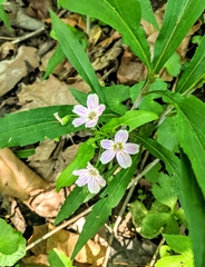 Claytonia