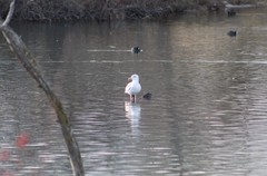 Larus argentatus