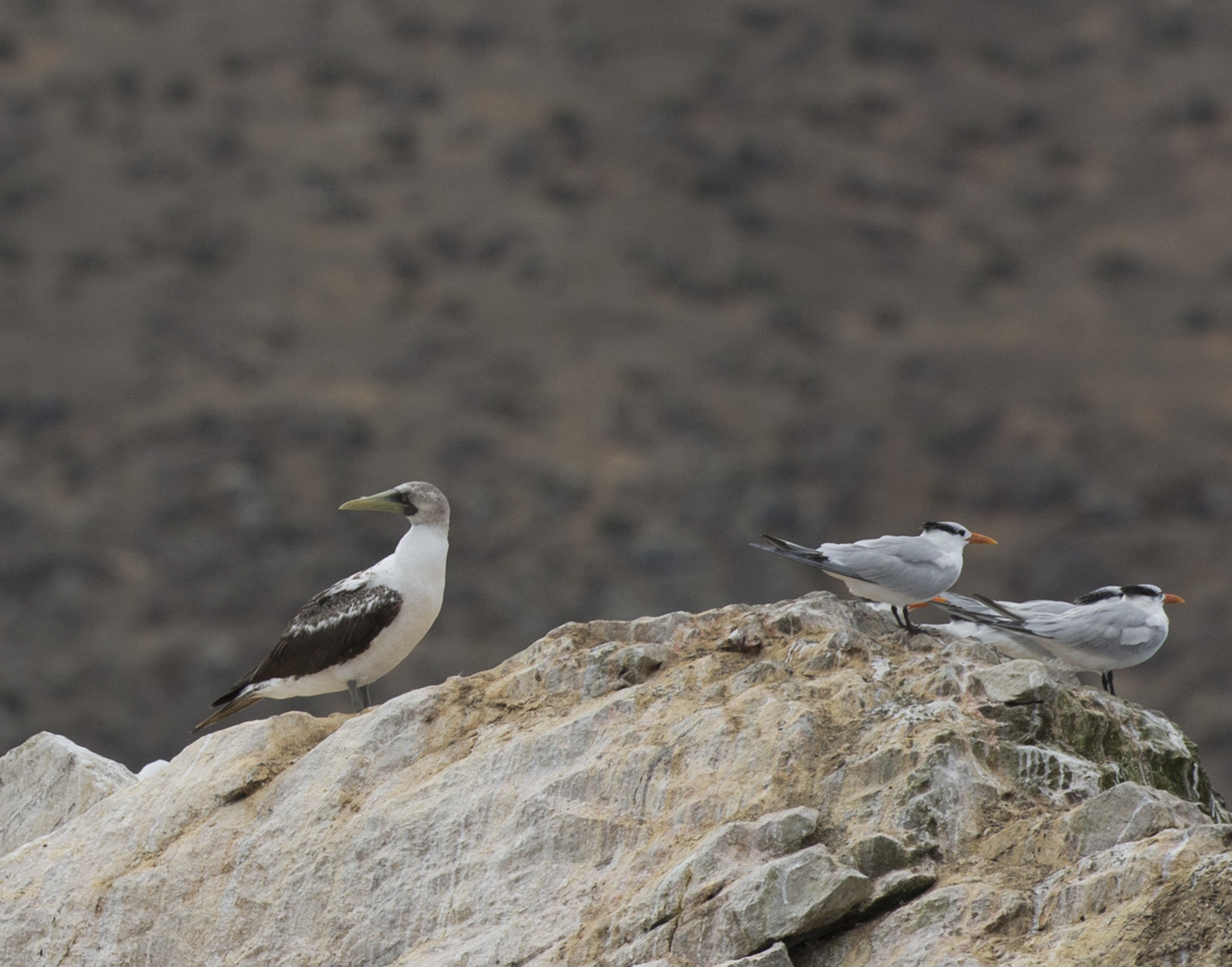 Masked Booby