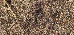 Iridomyrmex sanguineus