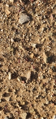 Iridomyrmex sanguineus