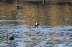 Lophodytes cucullatus