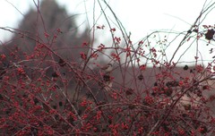 Passer domesticus