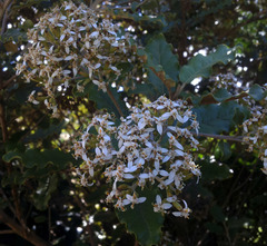 Olearia angulata