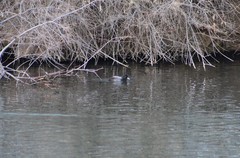 Aythya affinis