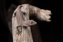 Strophurus intermedius