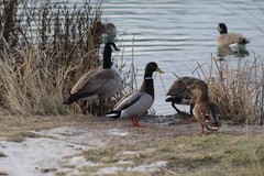 Anas platyrhynchos