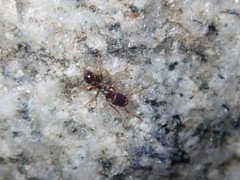 Tetramorium immigrans