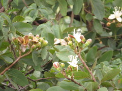 Hymenaea stigonocarpa