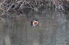 Spatula clypeata