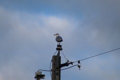 Larus delawarensis