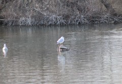 Larus delawarensis