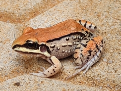 Moustached Frog photo 2
