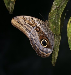Caligo zeuxippus