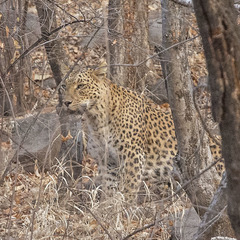 Panthera pardus fusca