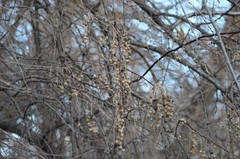 Elaeagnus angustifolia