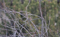 Melospiza melodia
