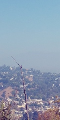 Melanerpes lewis
