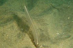 Virgulariidae