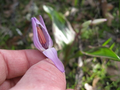 Erythronium hendersonii