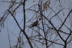Setophaga coronata