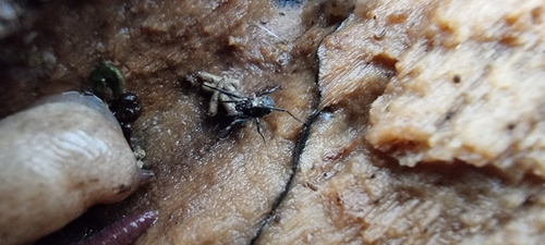 Nemastoma dentigerum, Wageningen, Gelderland, Netherlands, photo 3 of 10