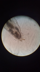 Stenaphorura denisi