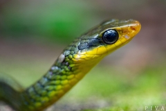 Chironius bicarinatus