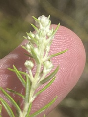 Phylica paniculata