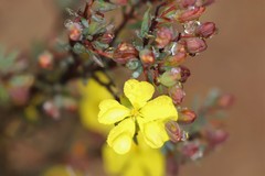 Hibbertia psilocarpa