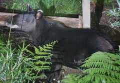 Tapirus pinchaque