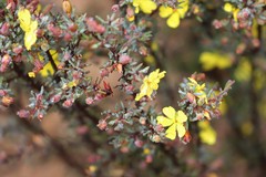 Hibbertia psilocarpa