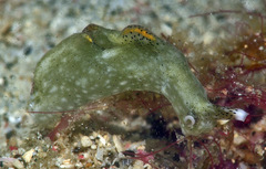 Elysia nigropunctata