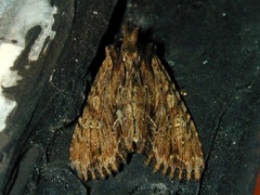 Apamea vulgaris