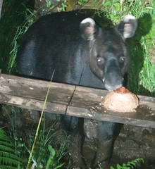 Tapirus pinchaque