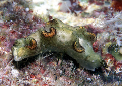 Elysia nigropunctata