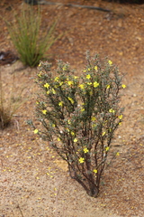 Hibbertia psilocarpa