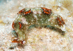 Elysia nigropunctata