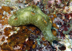 Elysia nigropunctata