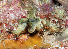 Elysia nigropunctata