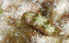 Elysia nigropunctata