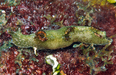 Elysia nigropunctata