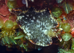 Elysia nigropunctata