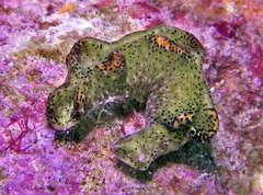 Elysia nigropunctata