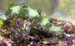 Elysia nigropunctata