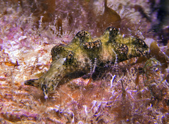 Elysia nigropunctata